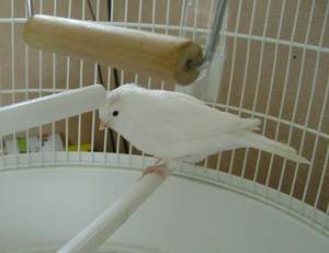 images/kanarek.JPGfddfe.JPG