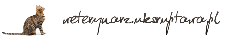Jak karmić fretkę | Opieka nad zwierzętami - http://weterynarz.uksruptawa.pl/